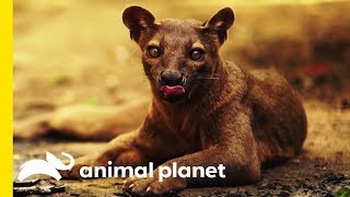 The Fabulous Fossa Madagascars Greatest Predator [upl. by Lucky]