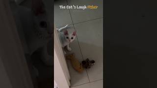 The Cats Laugh Maker [upl. by Tteragram]