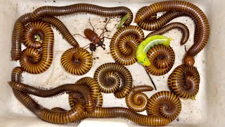 Scary Worm Leaves and Giant Millipedes with Gray Long Horned Beetle Captured Around My Village [upl. by Claude]