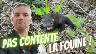 Comment attraper une fouine  Que faire avec une fouine capturé [upl. by Naaman697]