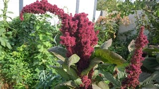 Gartenfreuden Amaranth  in Deutschland angebaut [upl. by Takashi]