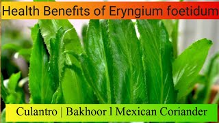 Amazing Health Benefits of Eryngium foetidum  Culantro Bakhoor  Mexican Coriander [upl. by Lauralee]