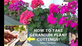 Geranium Plants 🌱 How to Take Geranium Plant Cuttings That Grow and Flower Shirley Bovshow [upl. by Piefer448]