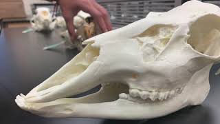 Comparison of Mammal Dentitions [upl. by Initsed]