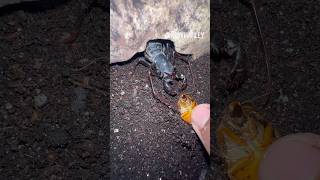 Feeding my Vinegaroon arachnidinsectsbugvinegaroonarthropodsspidertarantulaanimalsfyp [upl. by Nomra642]