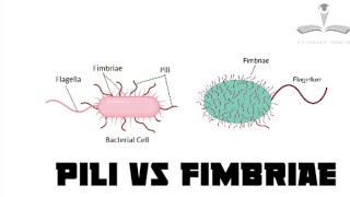 Pili vs Fimbriae  microbiology [upl. by Inalan]