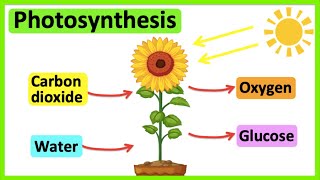 Photosynthesis 🌷  What is photosynthesis  Stepbystep process [upl. by Stubstad]