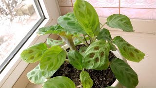 How I take care for my Maranta plant [upl. by Uriiah]