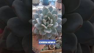 Echeveria monroe echeveriamonroe succulents suculentasbr suculentasraras suculentapruinosa [upl. by Sivraj]