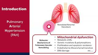 Mitochondria as a primary determinant of angiogenic modality in pulmonary arterial hypertension [upl. by Hola702]