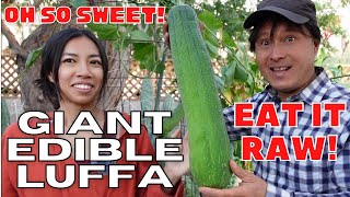 Giant Heirloom Edible Luffa Gourd is Sweeter than Zucchini Raw [upl. by Aurelia303]