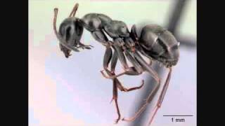 Crazy Ant Song  Turn ON Annotations External Ant Anatomy  AntsCanada Tutorial 24 [upl. by Norak120]