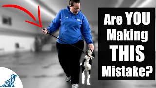 5 Reasons Your Leash Walking Training Isn’t Working [upl. by Sheelagh]