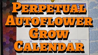 The Perpetual Autoflower Grow Calendar [upl. by Arand]