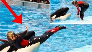 Caught on camera  Whale kills Seaworld trainer [upl. by Karla]