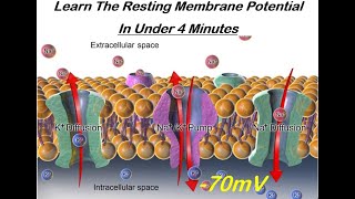 Learn The Resting Membrane Potential in Under Four Minutes [upl. by Ariom]