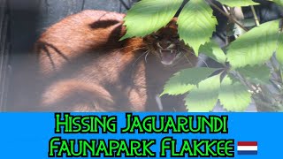 Hissing Jaguarundi  Faunapark Flakkee [upl. by Westberg]