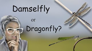 Damselfly or Dragonfly Whats the difference [upl. by Esiuol]