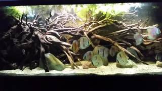 150 Rio Negro biotope update [upl. by Aranaj]