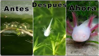 Seguimiento a puesta de ajolotes axolotl Ambystoma Mexicanum huevos de ajolotesChilango Pez [upl. by Nairret]