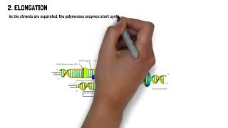 DNA Replication Class 12th Biology [upl. by Nueovas]