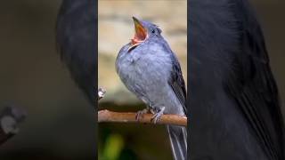 ✨Good morning bird ✨  viral  ytshort reel 🔥🤩 [upl. by Olethea492]