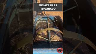 La mejor forma de darle melaza al ganado ganado melaza rancho finca [upl. by Enairb]