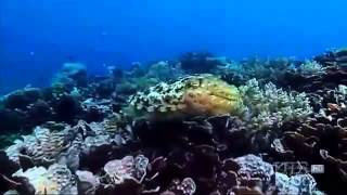 THE CUTTLEFISH Kings of Camouflage documentary english Part 1 [upl. by Acinnad]