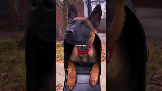 dogs malinois k9protection doglover doglover k9handler dog k9 dogtraining shortvideo usa [upl. by Tiffi]