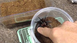 Brachypelma sabulosum Rehousing Guatemalan Red Rump [upl. by Dimitry]