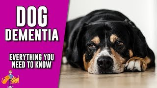 Canine Dementia everything you need to know about senility in dogs [upl. by Trista]