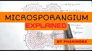 Microsporangium Structure and microsporogenesis  By Phanindra gupta [upl. by Clive149]