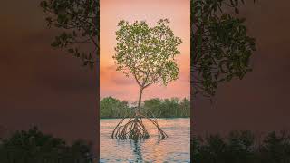 Mangrove Forest or Mangal [upl. by Bihas]