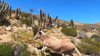 Rodeo de burros El tome Canela 2024 [upl. by Yeltihw317]