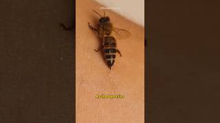 Why Honey Bees Die After Stinging 😨 [upl. by Nyrhtac633]