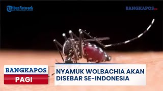 🔴Nyamuk Wolbachia Akan Disebar seIndonesia  Bangka Pos Pagi [upl. by Sang]