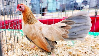 Azteca Bantam Expo En Dallas Texas Ep15 [upl. by Atinid]