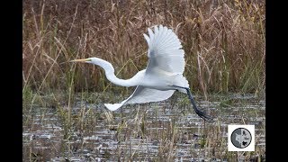 Great Egret [upl. by Jorry]