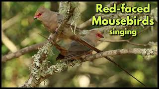 REDFACED MOUSEBIRDS singing [upl. by Heidt]