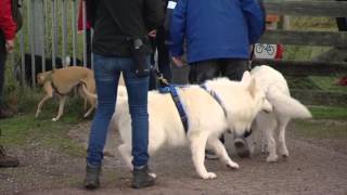 Hondencoach Jos Oosting voor gedragsproblemen bij honden [upl. by December79]