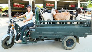 Use 3wheeled Vehicle To Buy Farmers Goat Herd Goes to the market sell  Grow Clean Vegetables [upl. by Lowney598]