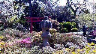 Japangarten  KARLSRUHE  ZOOlogischer Stadtgarten [upl. by Silma]