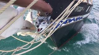 SCHOONER WOLF Flagship of the Conch Republic [upl. by Livy116]