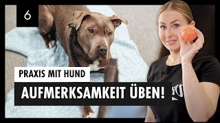 Aufmerksamkeit Und Umorientierung Im HUNDETRAINING  Erste Praxisübung Mit Hund – Tag 6 [upl. by Limber]