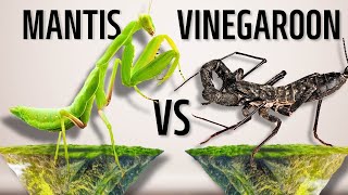 Revenge Unleashed Mantis vs Vinegaroon [upl. by Schnapp]