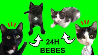 24 horas siendo un bebe gatito con los gatitos Luna y Estrella  Funny Cats videos [upl. by Janeta]