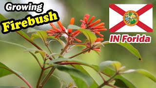 how to grow Firebush Hamelia patens in florida [upl. by Ahlgren]