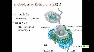 4 4 Eukaryotic Cell Structures [upl. by Rolfe]