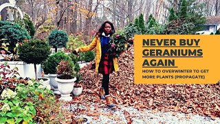 GERANIUMS HOW TO Overwinter in paper bags at 4060 degrees  clean up Time Stamp in desc Below🤗 [upl. by Luckin]