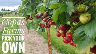 Copas Farms  Pick your own farm  Cherries Strawberries Spinach Peas Beetroot  Buckinghamshire [upl. by Artamas118]